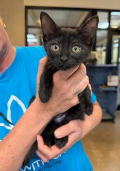Laughing Cow -  Domestic Short Hair Cat for Adoption in Cincinnati, Ohio - Laughing Cow | PetCurious