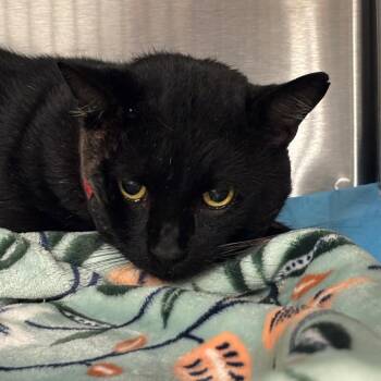 Valor -  Domestic Short Hair Cat for Adoption in Bentonville, Arkansas - Valor | PetCurious