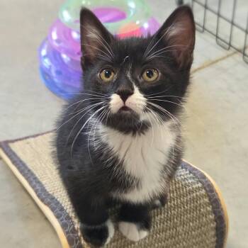 Fergus -  Domestic Short Hair Cat for Adoption in Traverse City, Michigan - Fergus | PetCurious