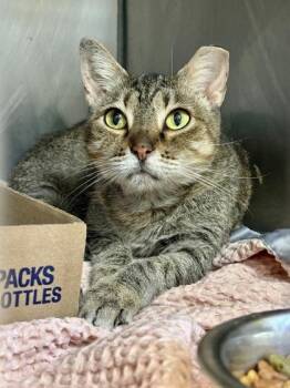 Peeps -  Domestic Short Hair Cat for Adoption in Lafayette, Indiana - Peeps | PetCurious