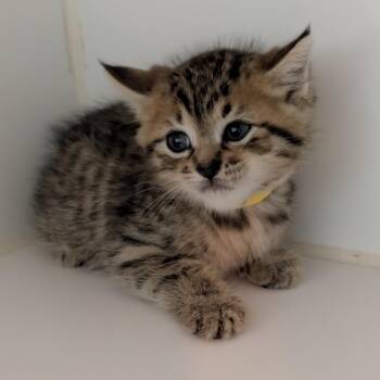 Yellow Collar -  Domestic Short Hair Cat for Adoption in Jefferson City, Tennessee - Yellow Collar | PetCurious