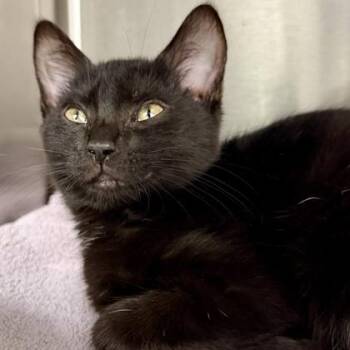 Atom -  Domestic Short Hair Cat for Adoption in Atlanta, Georgia - Atom | PetCurious