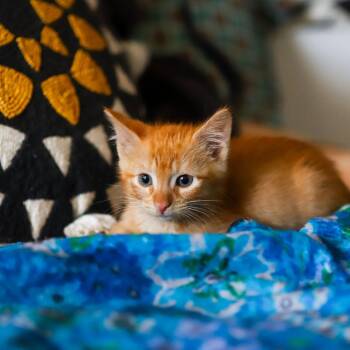 Domestic Short Hair Cats Available for Adoption - Reggie Miller | PetCurious