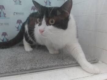 Domestic Short Hair Cats Available for Adoption in Orlando, Florida - PRINCESS | PetCurious