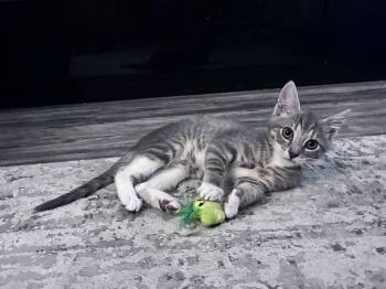 Mariposa -  Domestic Short Hair Cat for Adoption in Davis, California - Mariposa | PetCurious