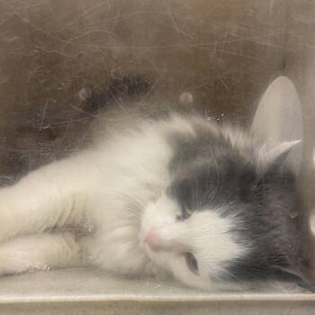 Domestic Long Hair Cats Available for Adoption in Reno, Nevada - Campanita | PetCurious
