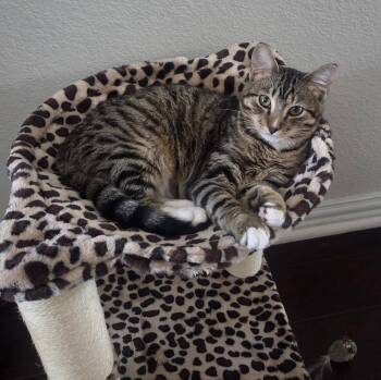 Tom -  Domestic Short Hair Cat for Adoption in Frisco, Texas - Tom | PetCurious