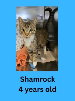 Domestic Short Hair Cats Available for Adoption in Ravenna, Ohio - Shamrock | PetCurious