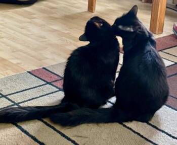 Sable and Cacao -  Domestic Short Hair Cat for Adoption in Anchorage, Alaska - Sable And Cacao | PetCurious
