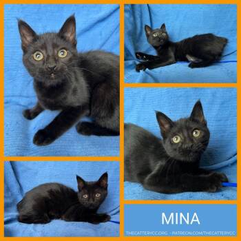 Mina -  Domestic Short Hair Cat for Adoption in Corpus Christi, Texas - Mina | PetCurious