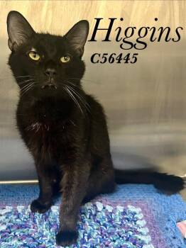 Higgins -  Domestic Short Hair Cat for Adoption in Clarksville, Tennessee - Higgins | PetCurious
