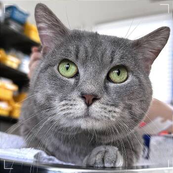 Yoda -  Domestic Short Hair Cat for Adoption in Chapel Hill, North Carolina - Yoda | PetCurious
