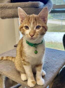 Rescue Domestic Short Hair Cats for Adoption in Effingham, Illinois - Boomer | PetCurious