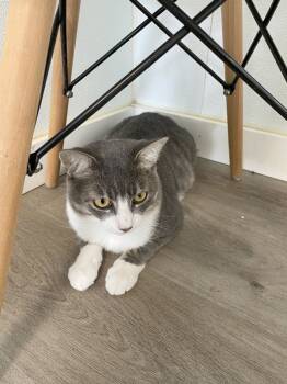 Rescue Domestic Short Hair Cats for Adoption in Poughkeepsie, New York - Ryan | PetCurious