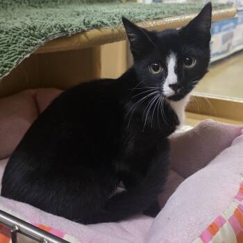 Mateo -  Tuxedo Cat for Adoption in North Bergen, New Jersey - Mateo | PetCurious