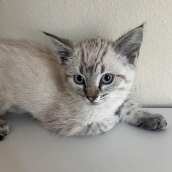 Feta (Blue Collar) -  Domestic Short Hair Cat for Adoption in Sunnyvale, California - Feta (Blue Collar) | PetCurious