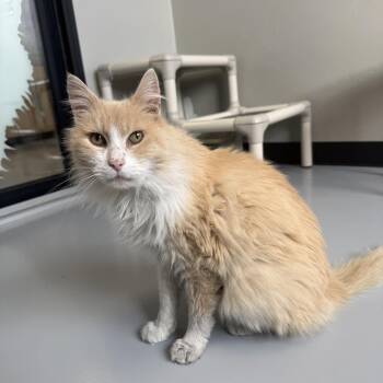 Domestic Long Hair Cats Available for Adoption - Winter | PetCurious