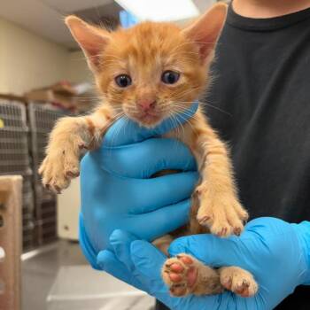 mushu 26-05-121 -  Domestic Short Hair Cat for Adoption in Bastrop, Texas - Mushu 26-05-121 | PetCurious
