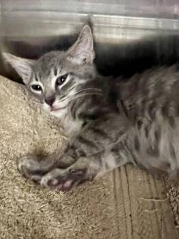 Spike -  Domestic Short Hair Cat for Adoption in Houston, Texas - Spike | PetCurious