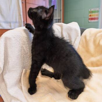 Jonesy -  Domestic Short Hair Cat for Adoption in South Elgin, Illinois - Jonesy | PetCurious