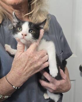 Jellybean -  Domestic Short Hair Cat for Adoption in Dickson, Tennessee - Jellybean | PetCurious