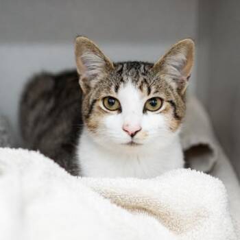 Mito -  Domestic Short Hair Cat for Adoption in Atlanta, Georgia - Mito | PetCurious
