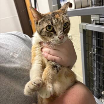 Clique -  Domestic Short Hair Cat for Adoption in Columbiana, Alabama - Clique | PetCurious