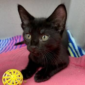 Scorpio -  Domestic Short Hair Cat Available for Adoption in Atlanta, Georgia - Scorpio | PetCurious