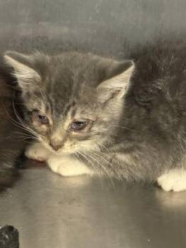 Mustard -  Domestic Short Hair Cat for Adoption in Lafayette, Indiana - Mustard | PetCurious