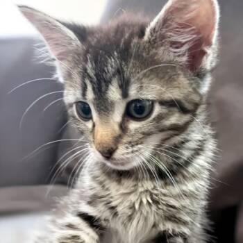Acorn 21 -  Domestic Short Hair Cat for Adoption in Austin, Texas - Acorn 21 | PetCurious