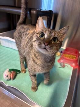 Domestic Short Hair Cats Available for Adoption - Daisy | PetCurious