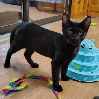 Hunter -  Bombay and Domestic Short Hair Cat for Adoption in Montour Falls, New York - Hunter | PetCurious