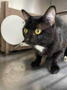 Domestic Short Hair Cats Available for Adoption in Stillwater, Oklahoma - Bubba | PetCurious