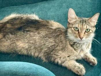 Rescue Domestic Short Hair Cats for Adoption in Fort Worth, Texas - Rhythm (pre Adopt) | PetCurious