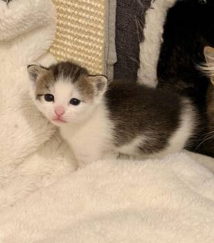 Tabby Cats Available for Adoption in Waxhaw, North Carolina - Pistol | PetCurious