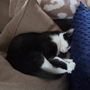 Rescue Domestic Short Hair Cats for Adoption in Stamford, Connecticut - Nuzzles And Nightly Chats With Nash | PetCurious