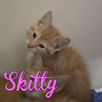 Skitty -  Domestic Short Hair Cat Available for Adoption in Hillsboro, Ohio - Skitty | PetCurious