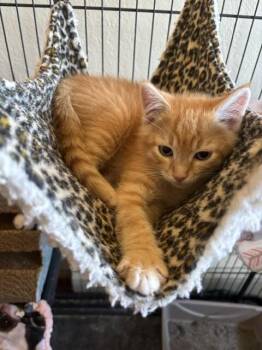 Ace -  Domestic Short Hair Cat for Adoption in Fort Collins, Colorado - Ace | PetCurious