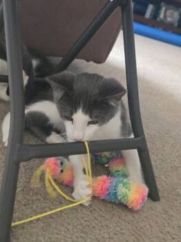 Mickey ( Alice ) -  Tuxedo Cat for Adoption in Napa, California - Mickey ( Alice ) | PetCurious