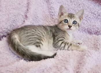 Rescue Tabby Cats for Adoption in St. Augustine, Florida - Seafoam | PetCurious
