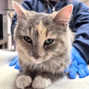 Domestic Medium Hair Cats Available for Adoption in Vineland, New Jersey - Peach | PetCurious