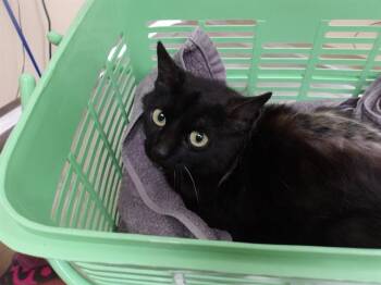 ROWEEN -  Domestic Short Hair Cat for Adoption in Santa Rosa, California - ROWEEN | PetCurious