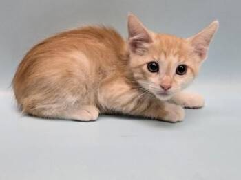 Rusty -  Domestic Short Hair Cat for Adoption in Minneapolis, Minnesota - Rusty | PetCurious