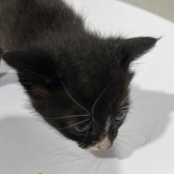 Domestic Short Hair Cats Available for Adoption in Tampa, Florida - Desin | PetCurious