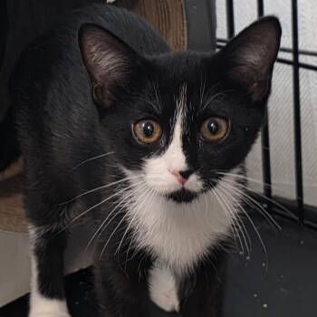 Sydney C26-192 -  Domestic Medium Hair Cat for Adoption in Lebanon, Tennessee - Sydney C26-192 | PetCurious