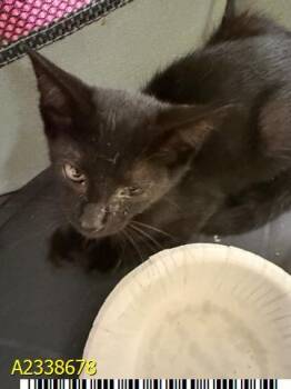 RON -  Domestic Short Hair Cat for Adoption in West Palm Beach, Florida - RON | PetCurious