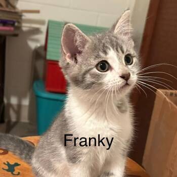 FRANKY -  Domestic Short Hair Cat for Adoption in Gresham, Wisconsin - FRANKY | PetCurious