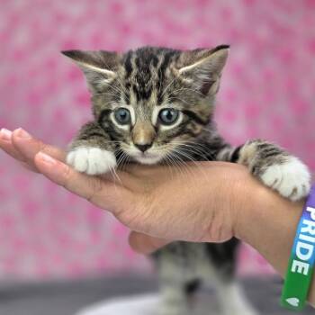 True-C -  Domestic Short Hair Cat for Adoption in East St. Louis, Illinois - True-C | PetCurious