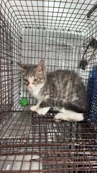 Rescue Domestic Short Hair Cats for Adoption in Houston, Texas - A644137 | PetCurious