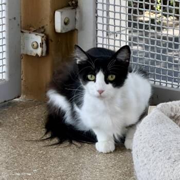 Freyja -  Domestic Medium Hair Cat for Adoption in Sonoma, California - Freyja | PetCurious